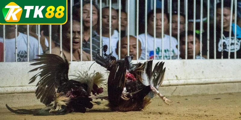 Quy định về thời gian cùng kết quả trong đá gà cựa dao Quy định về thời gian cùng kết quả trong đá gà cựa dao