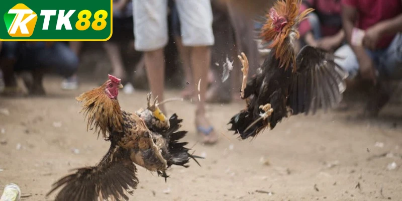 Tìm hiểu nguồn thông tin đáng tin cậy khi chơi đá gà cựa dao Tìm hiểu nguồn thông tin đáng tin cậy khi chơi đá gà cựa dao